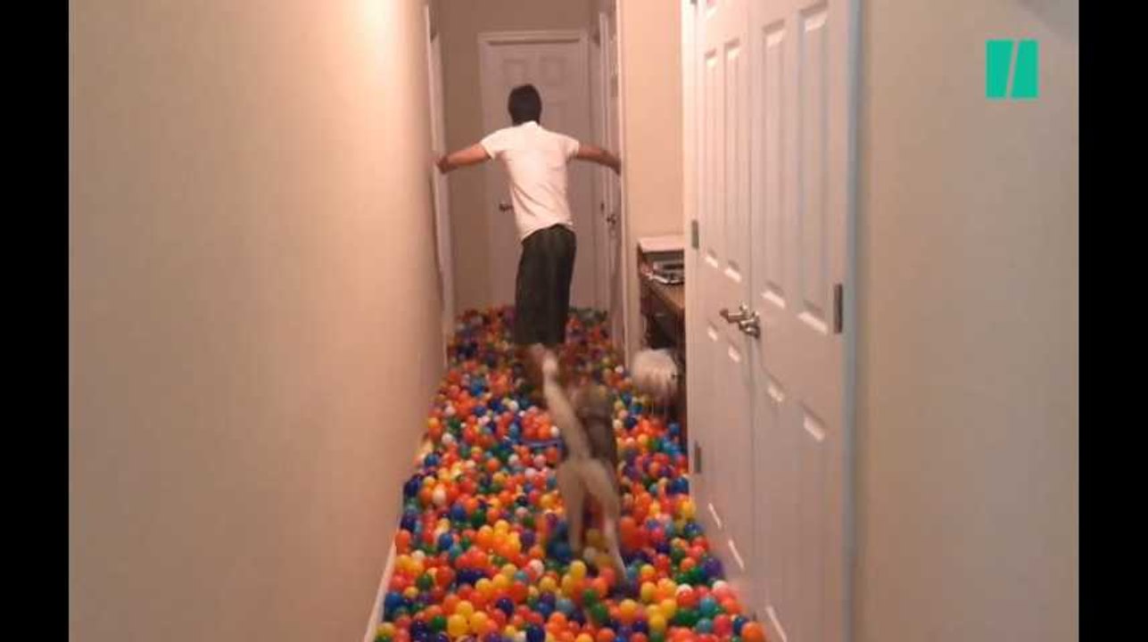 Ce chien ne sait plus où donner de la tête dans cette piscine de 5400 balles