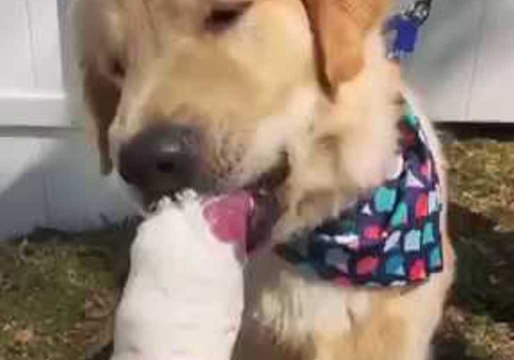 Super Cute Golden Retriever Devours Ice Cream in the Sunshine