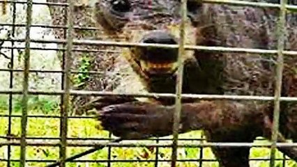 Chupacabras captado en video: Los 5 más reales.