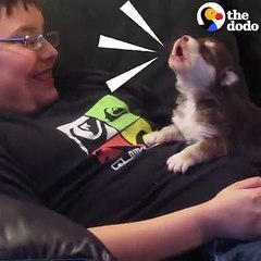 Teeny tiny husky howls 