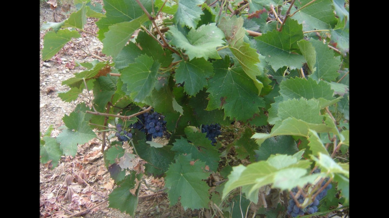 LA VIGNE DANS LA BIBLE