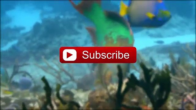 The Most Rare Shark Species Hidden in The Ocean