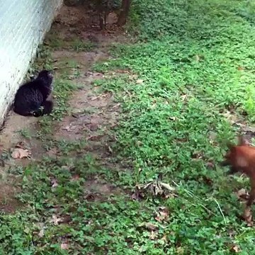 Why dogs and cats always make us laugh