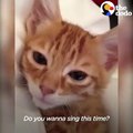 This kitten sings a lullaby with his mom — and then falls asleep 