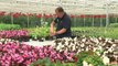 The Royal Parks Nursery provides flowers for Royal wedding