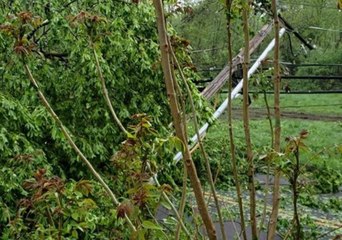 Disaster Declared in Connecticut Town After Storm Knocks Down Trees, Power Lines