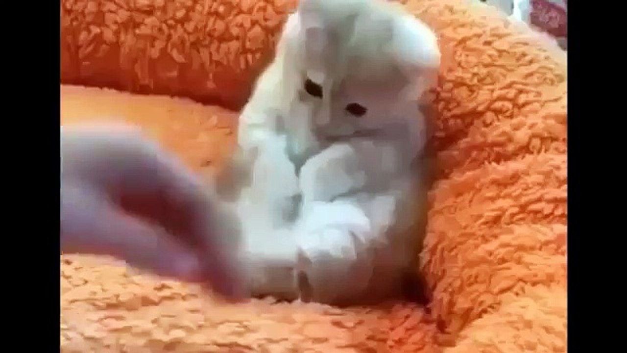 Funny Cats Compilation