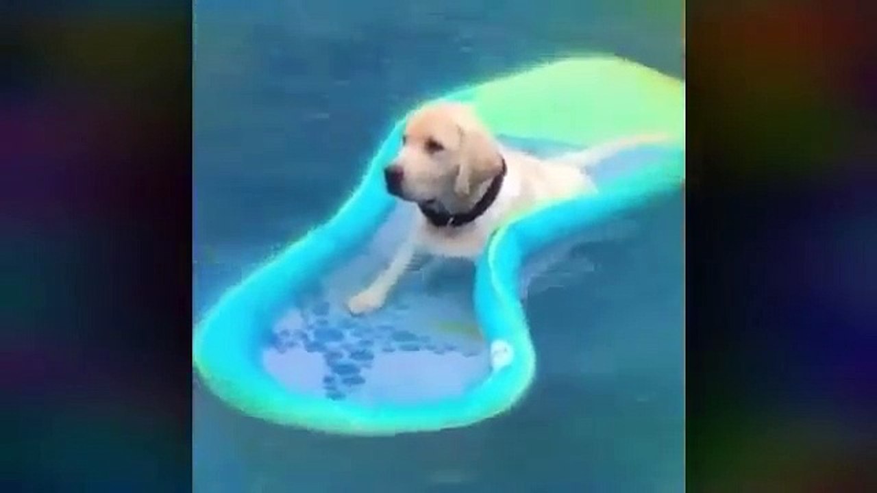 Funny Labrador Compilation