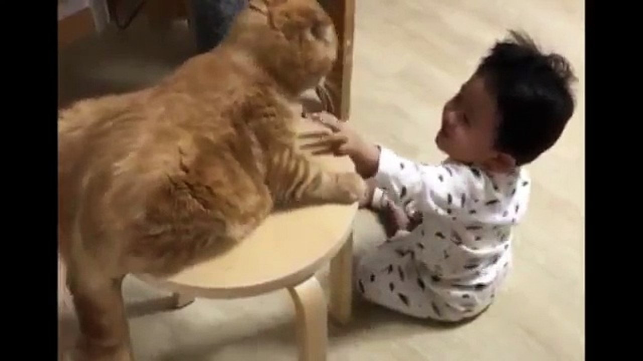 Little Boy Playing With His Cat !!!