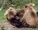 Animal Planet   The lives of Grizzly Bears