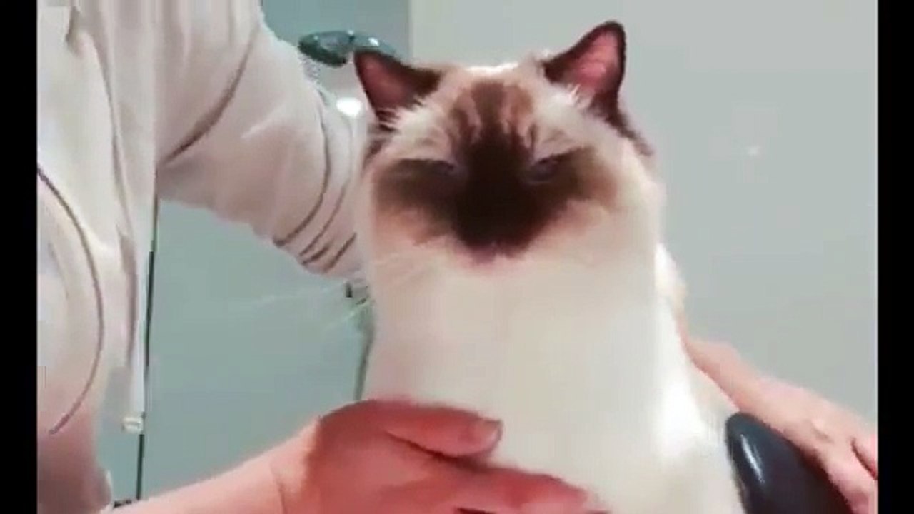 Meow Meow !!!