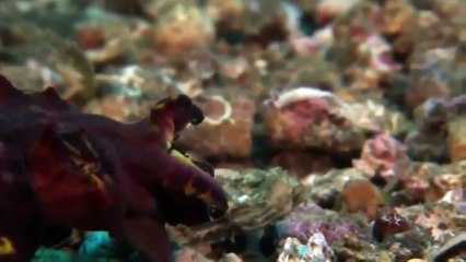 Animal Planet   The giant octopus of the ocean