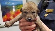 This Rescued 'Puppy' Turned Out to Be a Wild Animal!