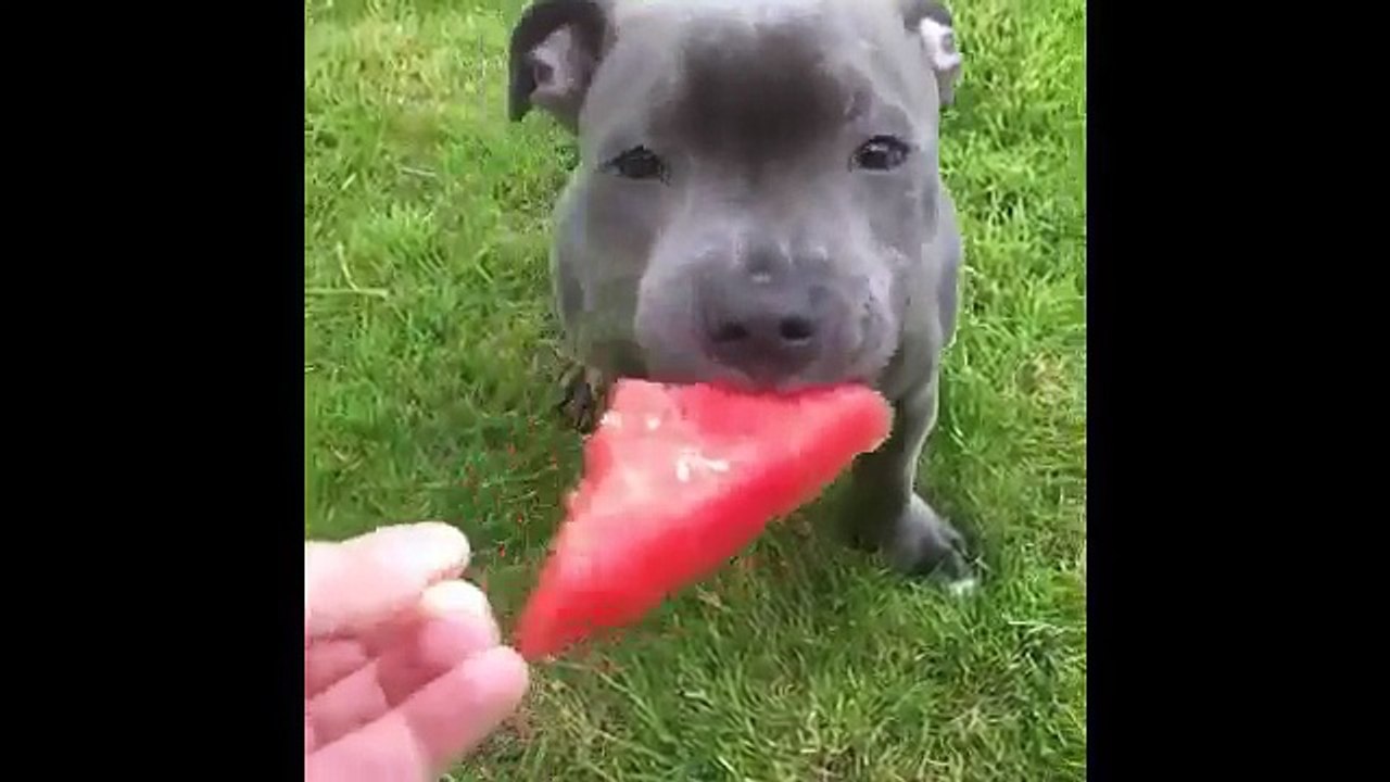 Pitbull world