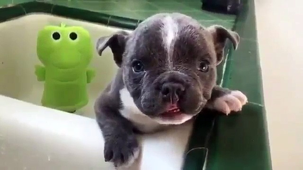 Pitbulls