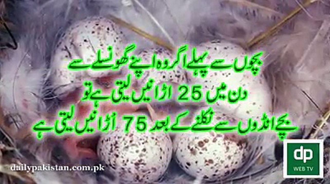 ابابیل اپنا گھونسلا کنویں میں بناتی ہے، لیکن اس کے بچے کبھی بھی کنویں میں نہیں گرتے۔ سبق آموذ واقعہ