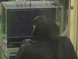 Chimpanzé- Réalisé sans trucage.