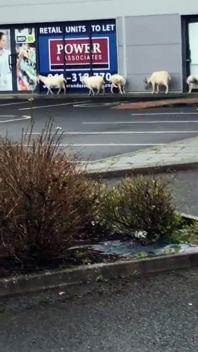 Goats Enjoy Stroll to Shops