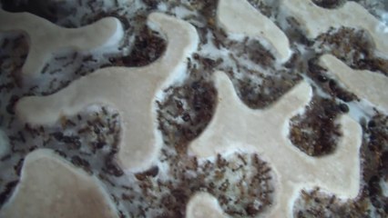 Cet internaute a des milliers de fourmis chez lui !