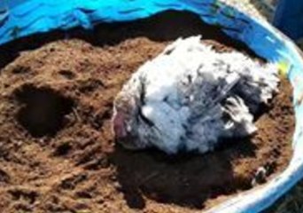 This Turkey is Living Her Best Life as She Takes a Mud Bath at Animal Sanctuary