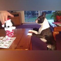 These dogs babies are so funny!
