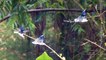 3 colibris magnifiques se lavent sous la pluie...
