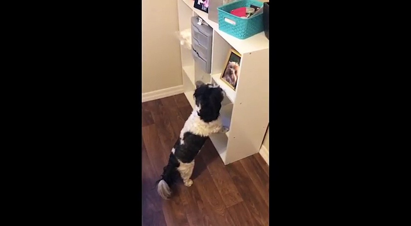 Ce chien pleure devant la photo de son meilleur ami décédé... Tellement émouvant