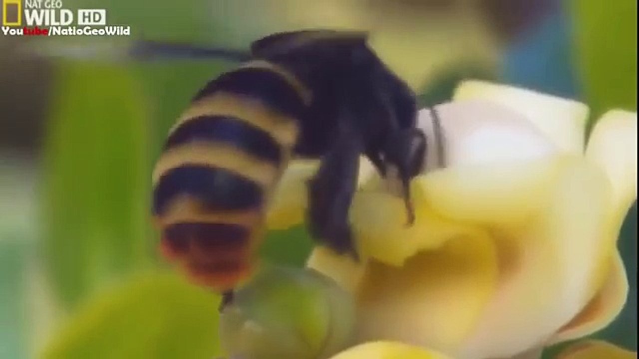 National geographic - Strange Things In the Amazon Forest - BBC wildlife animal documentary