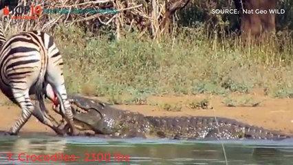 THE TOP 10 || TOP 10 HEAVIEST ANIMALS IN THE WORLD || Elephant, Giraffe, Bison, Crocodiles, Bear...