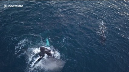 Drone captures mother whale and calf swimming off Reunion Island