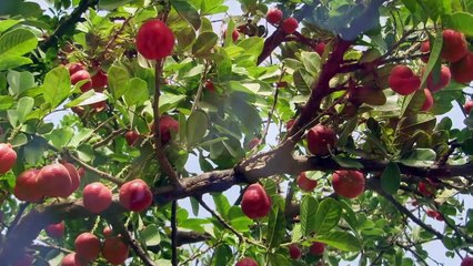 10 ALIMENTS EXOTIQUES QUE VOUS NE DEVEZ JAMAIS ESSAYER - Lama Faché