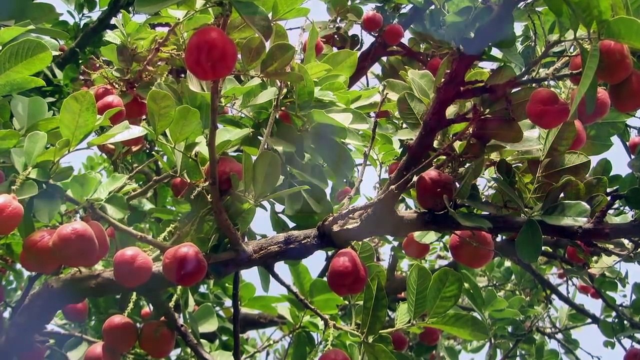 10 ALIMENTS EXOTIQUES QUE VOUS NE DEVEZ JAMAIS ESSAYER - Lama Faché