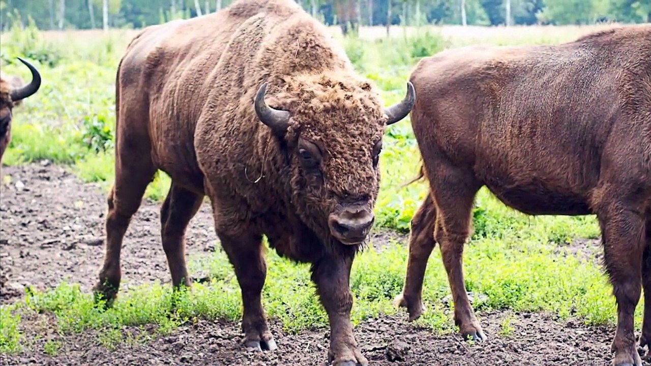 10 ANIMAUX GEANTS QUI EXISTENT VRAIMENT