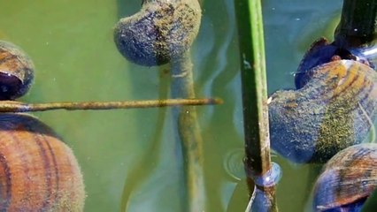 10 ANIMAUX QU’IL VAUT MIEUX ÉVITER