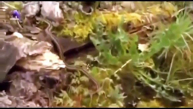 Caballos SALVAJES | Documentales de animales salvajes en español part 2/2