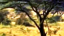 Documentales de Leones salvajes | Documentales completos en espa�ol y animales salvajes