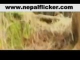american sings nepali folk song