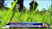 Severely Neglected Mastiff Found Barely Alive at Landfill