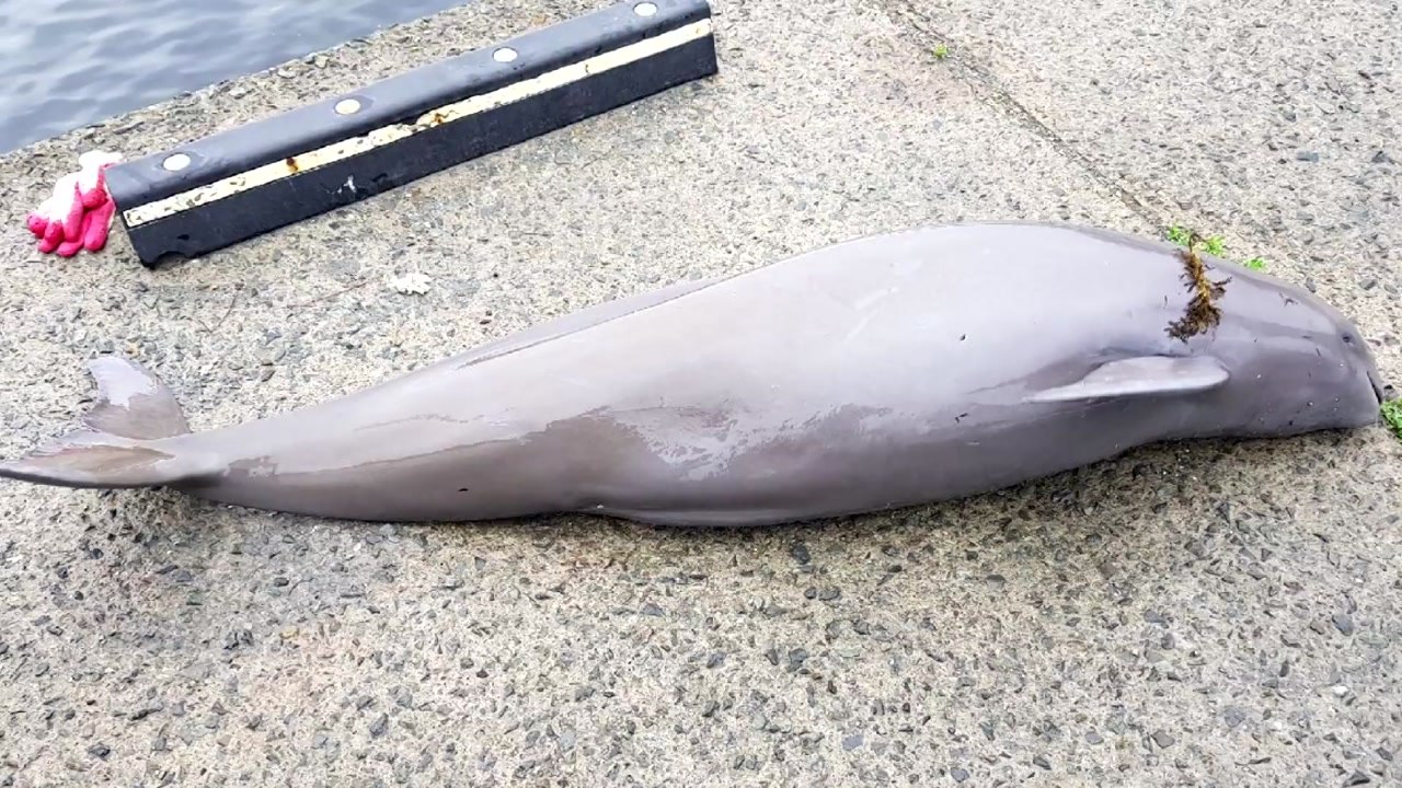 창원 남해안에서 멸종위기 상괭이 사체 발견 / YTN
