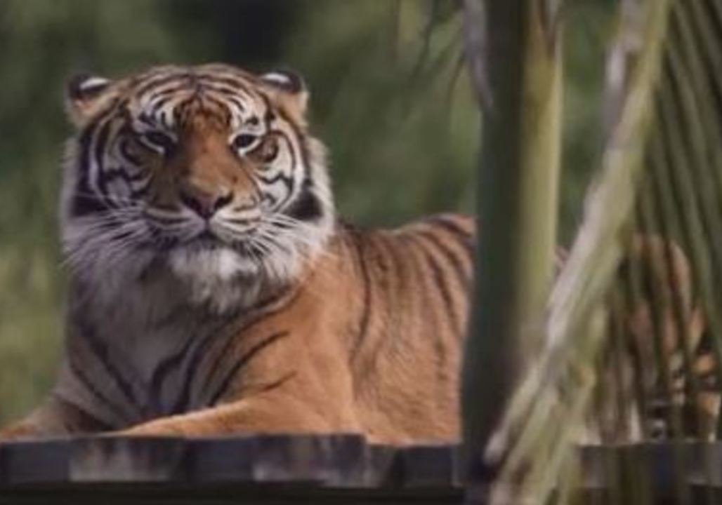 Treasured Tigers Moving to Tasmania From Symbio Wildlife Park