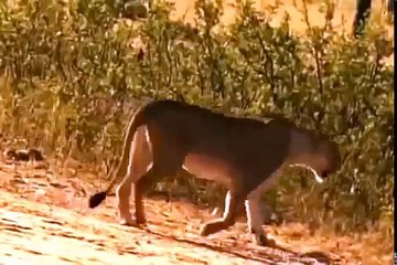 La crueldad del leon Documentales Nacional Geographic Español part 1/2