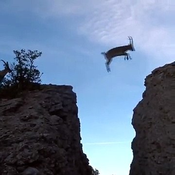 Amazing Long Jumping by Markhor Goats...!!!!