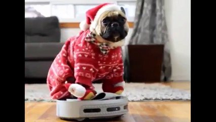 Such Cute Dogs And Puppies