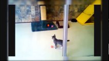 Scared Cats Jumping The Best Funny Cats Jumping Videos Compilation - Laugh And Forget Your Sadness