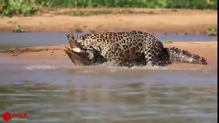 Amazing Jaguar Hunting Crocodile While Sleeping   Big Battle Animals Real