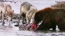 Compilation de moments de chasses avec des animaux