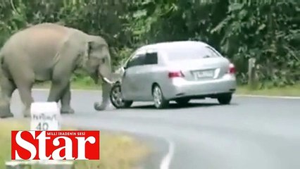Sahibi içindeyken arabanın üstüne çıkan fil