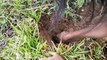 Terrifying!! Little Sister And Brother Catch Four Big Snakes While Digging Hole Near Their House