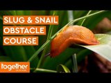 Slug & Snail Deterrent Obstacle Course | The Great British Garden Revival