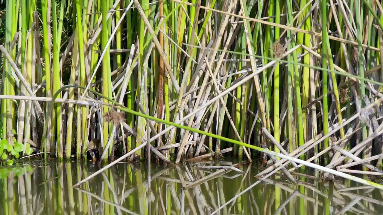 Waterworld Africa Series 1 8of8 Wetland Wonder
